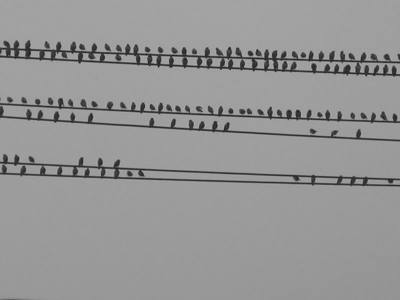 許多鳥